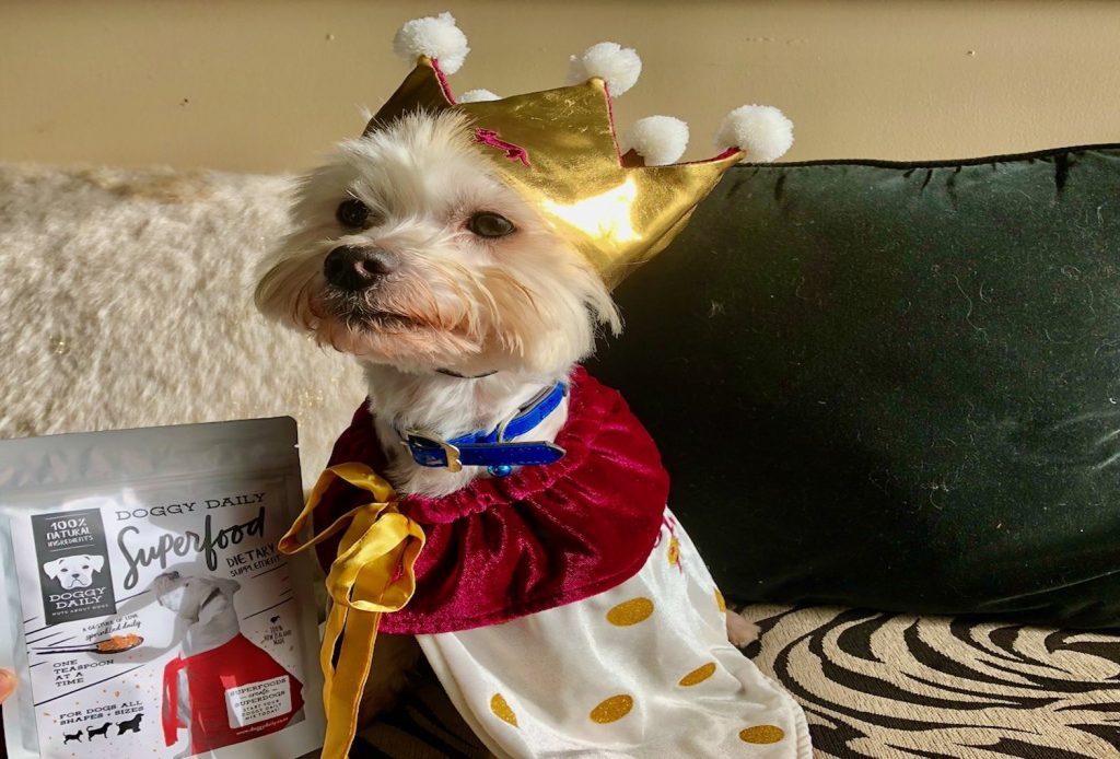 Dog dressed up in crown and cape.