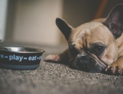 New Zealand dog diet study a wake-up call for dog nutrition