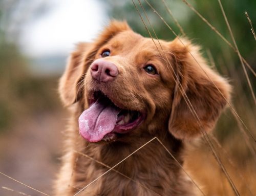 A healthy microbiome is your pet’s meal ticket to good health