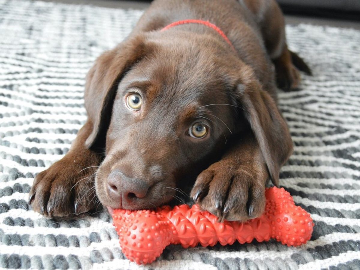 Chocolate lab with chew toy.
