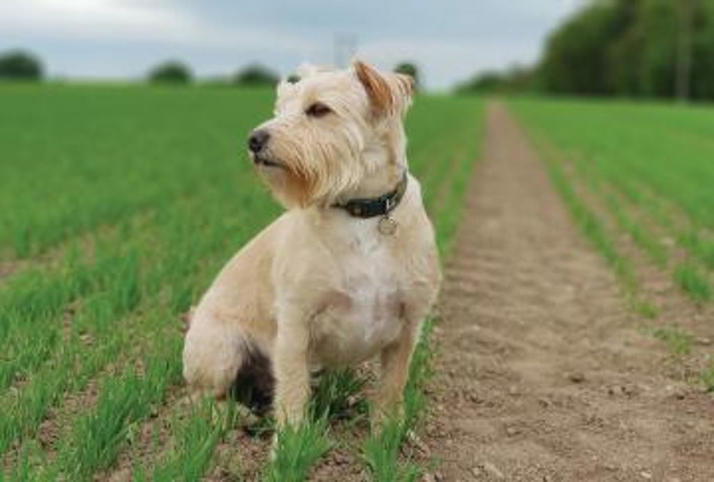 Dog in field.