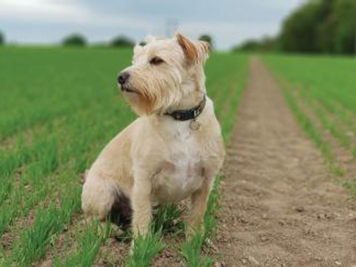 Dog in field.