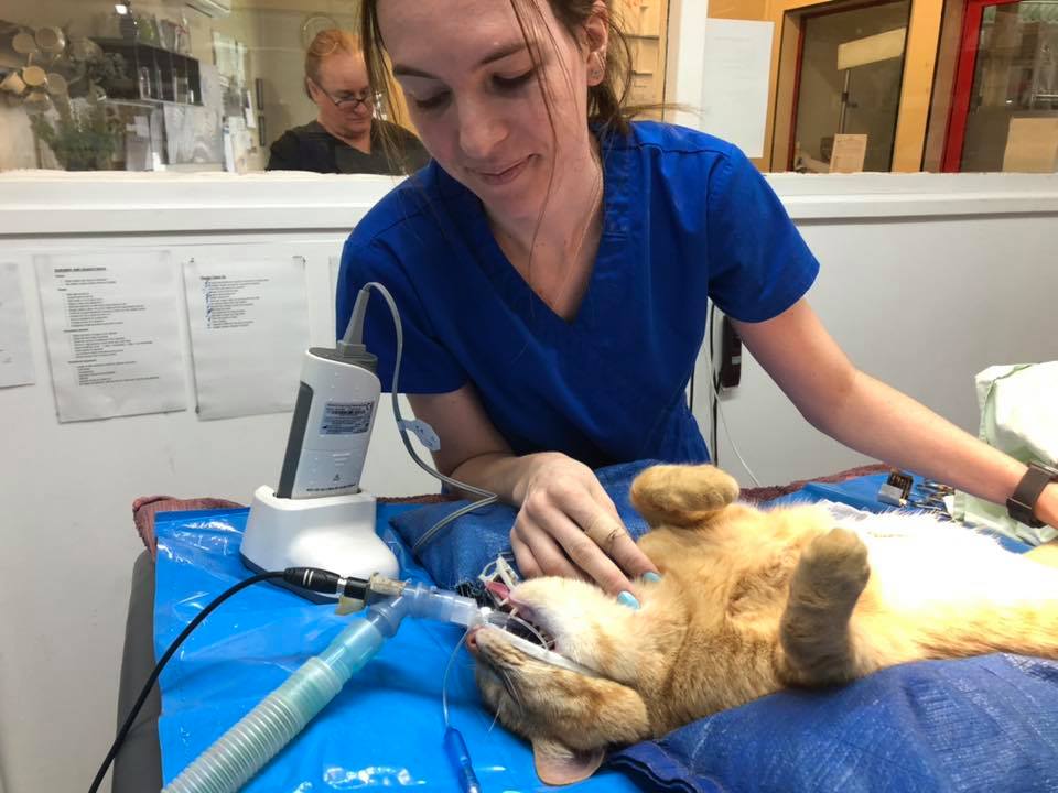 Cat on operating table.