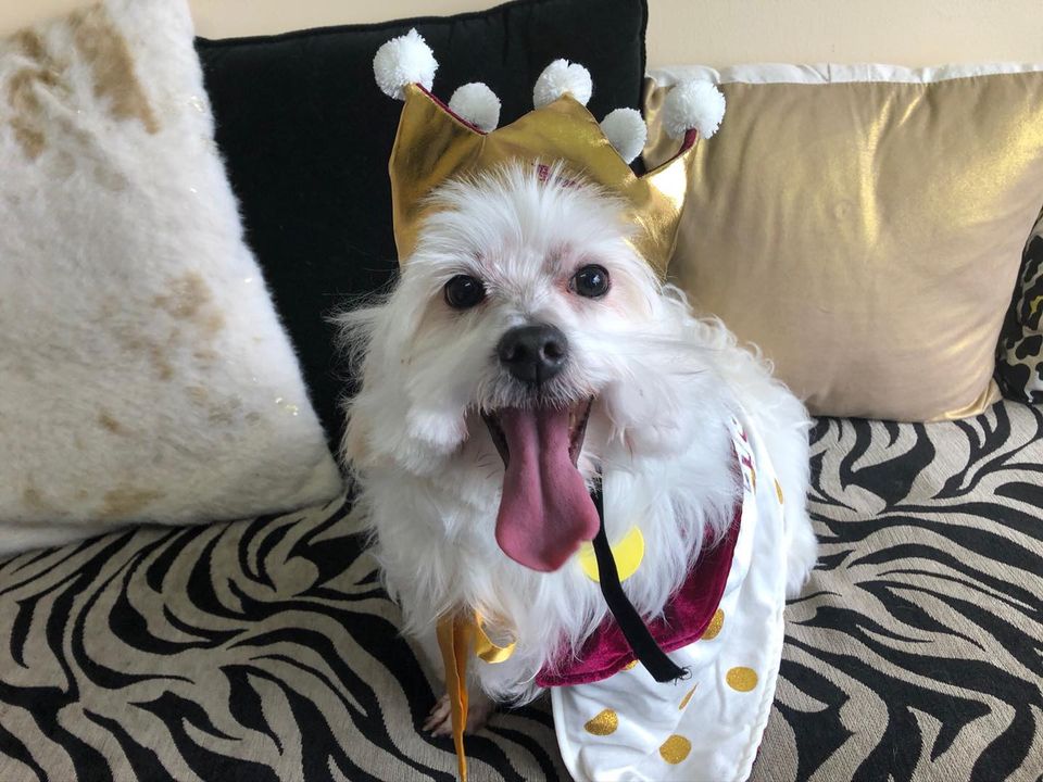 Dog wearing gold crown.
