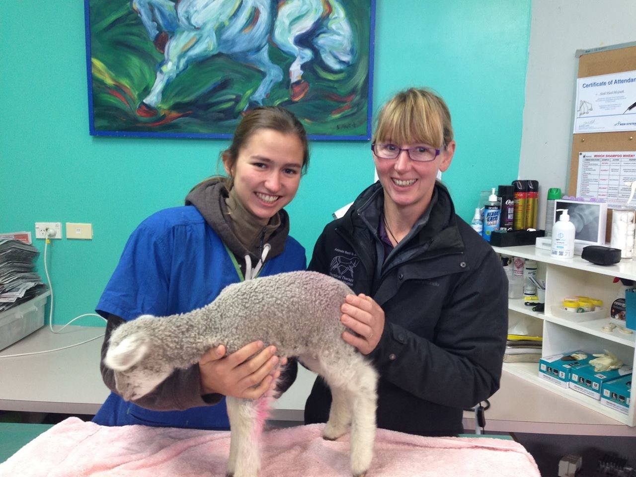 Veterinarian with lamb on table in clinic.