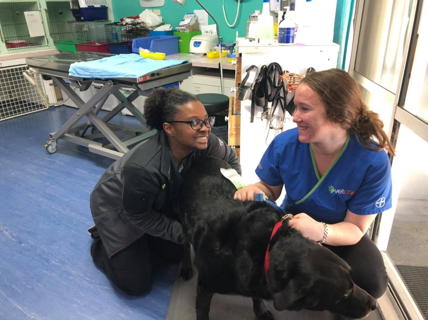 Veterinarian with black lab in clinic.