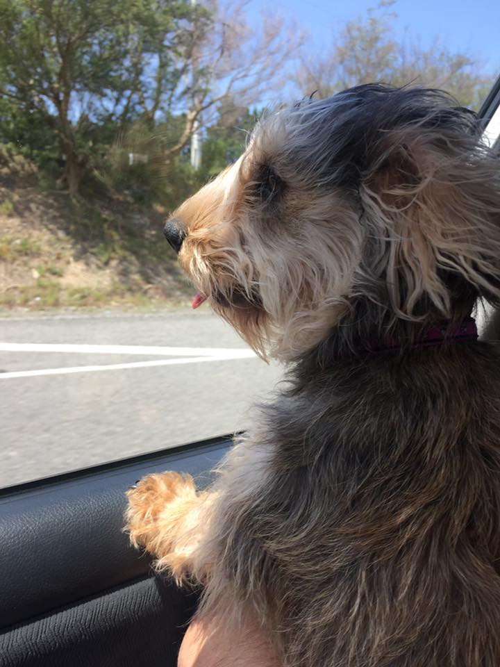 Dog in car.