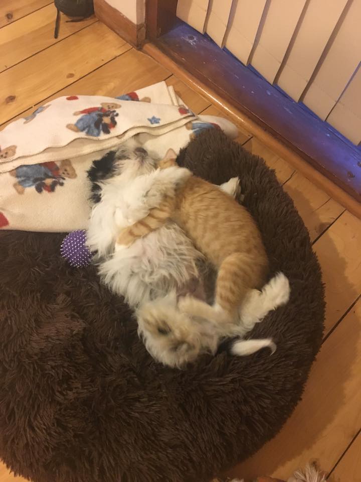Dog and cat cuddling on rug.