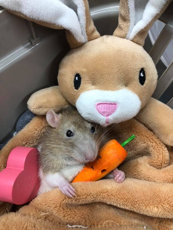 Guinea pig with bunny soft toy.
