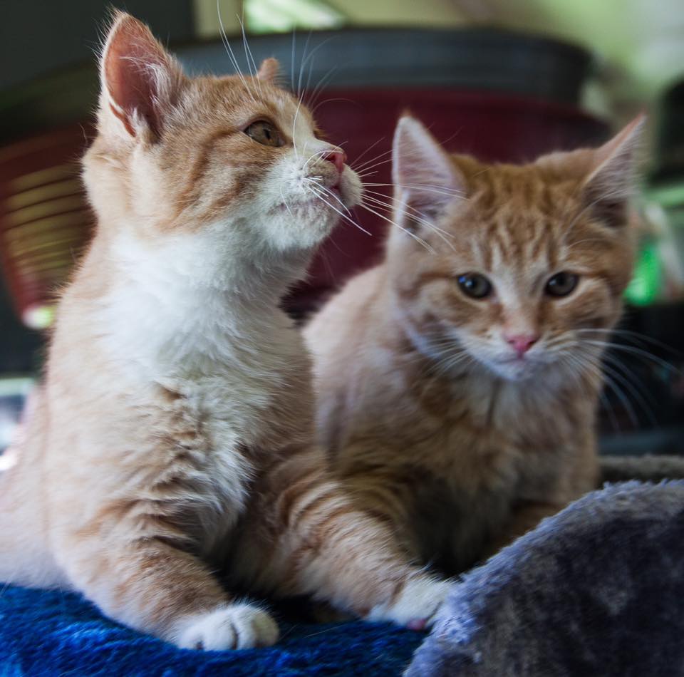 Ginger kittens.
