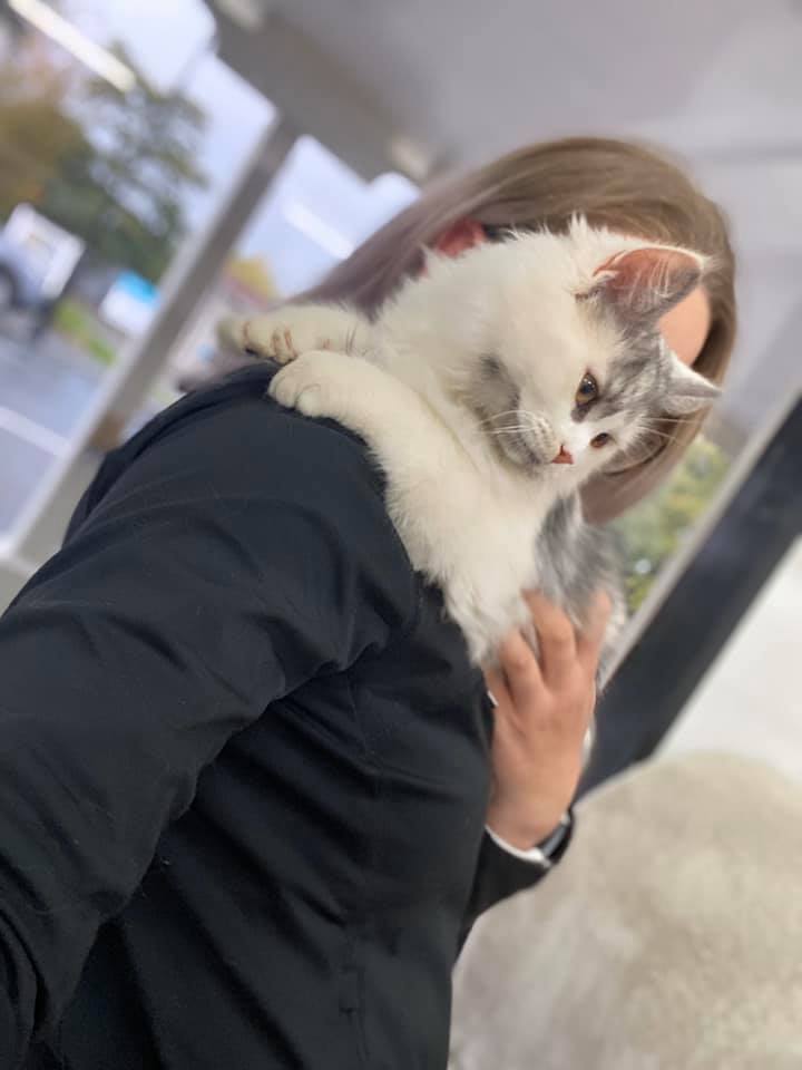 Kitten on woman's shoulder.