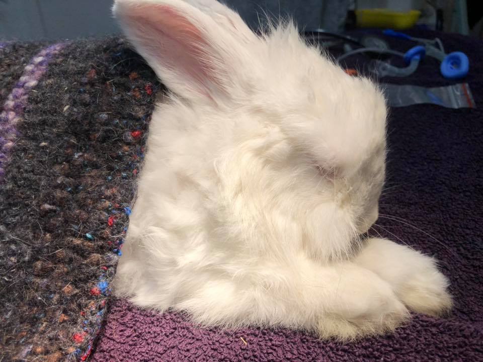 White rabbit in blanket.