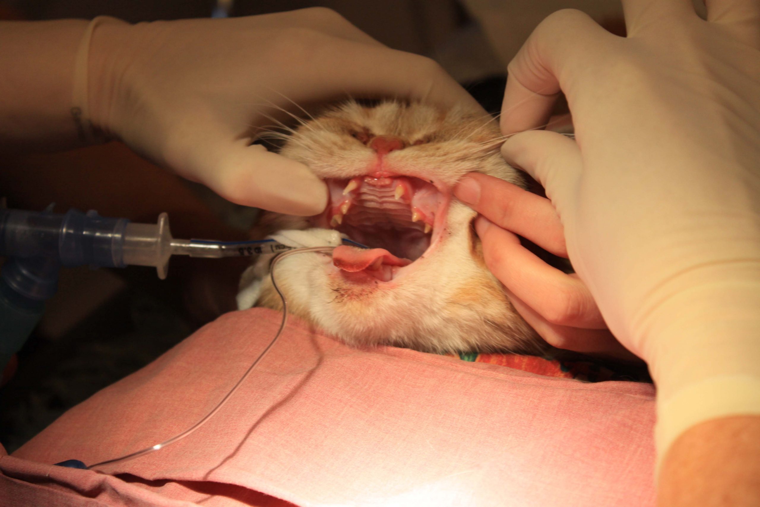 Cat treatment for Stenotic Nares.