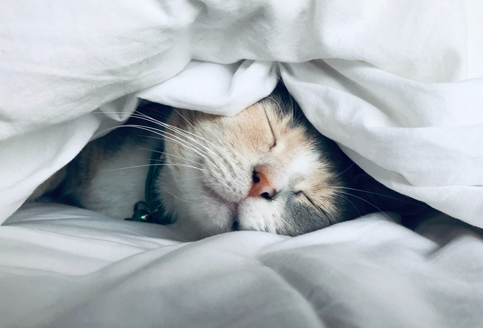 Cat sleeping in-between bed sheets.