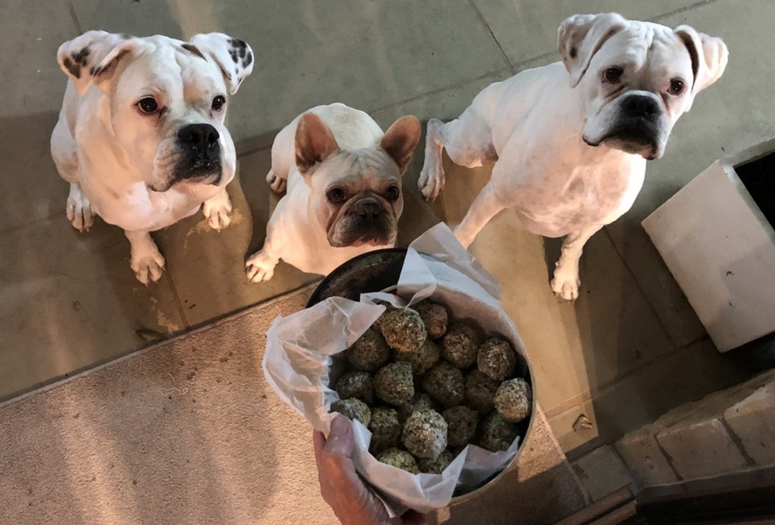 Dogs waiting for their Doggy Daily Bliss Balls treats.