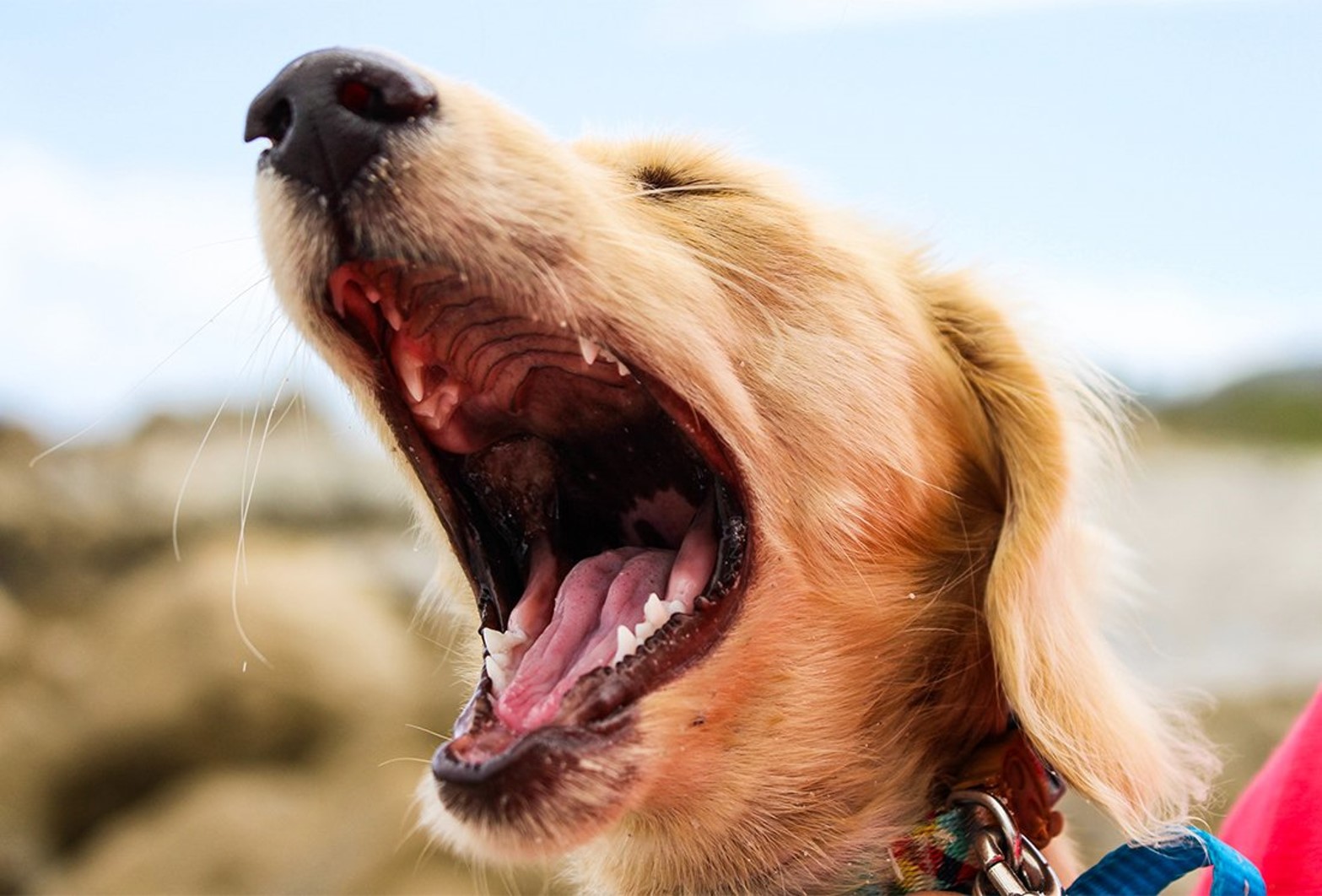 Dog with mouth open.