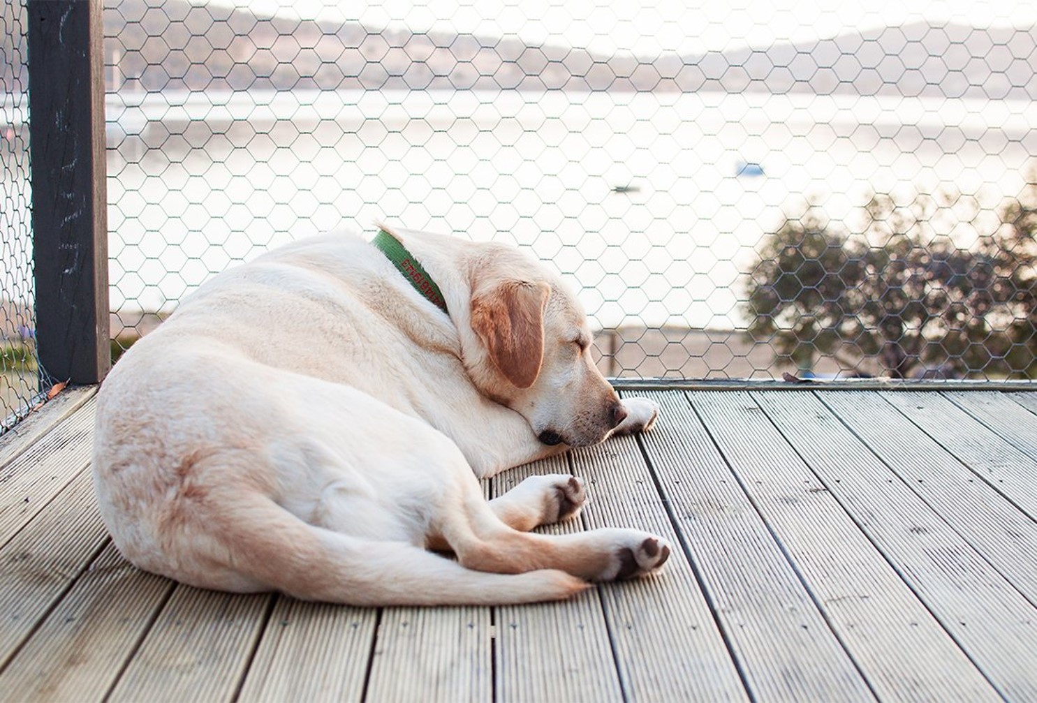 Labrador sleeping on deck.