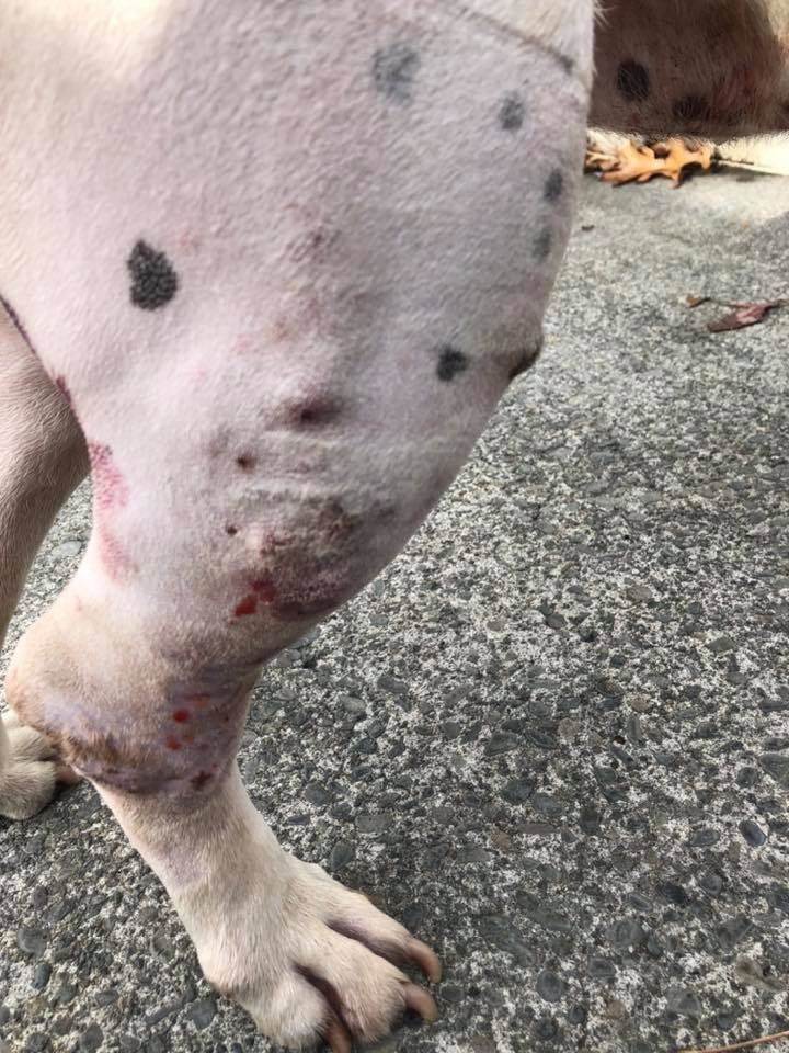 English bull terrier with severe skin infection.