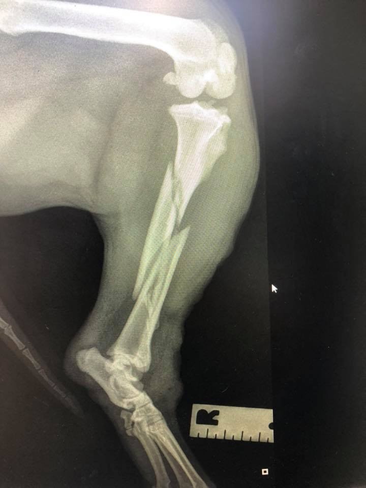 English bull terrier female with a spiral tibial fracture.