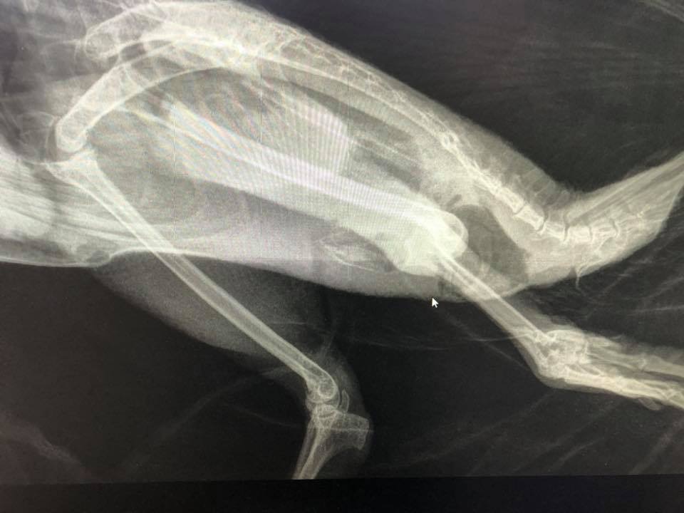 X-ray of shag showing a fracture and dislocated leg.