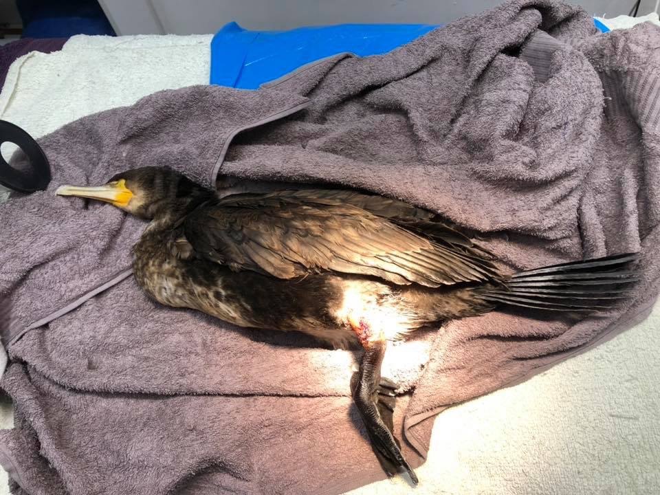 Shag with a fracture and dislocated leg.