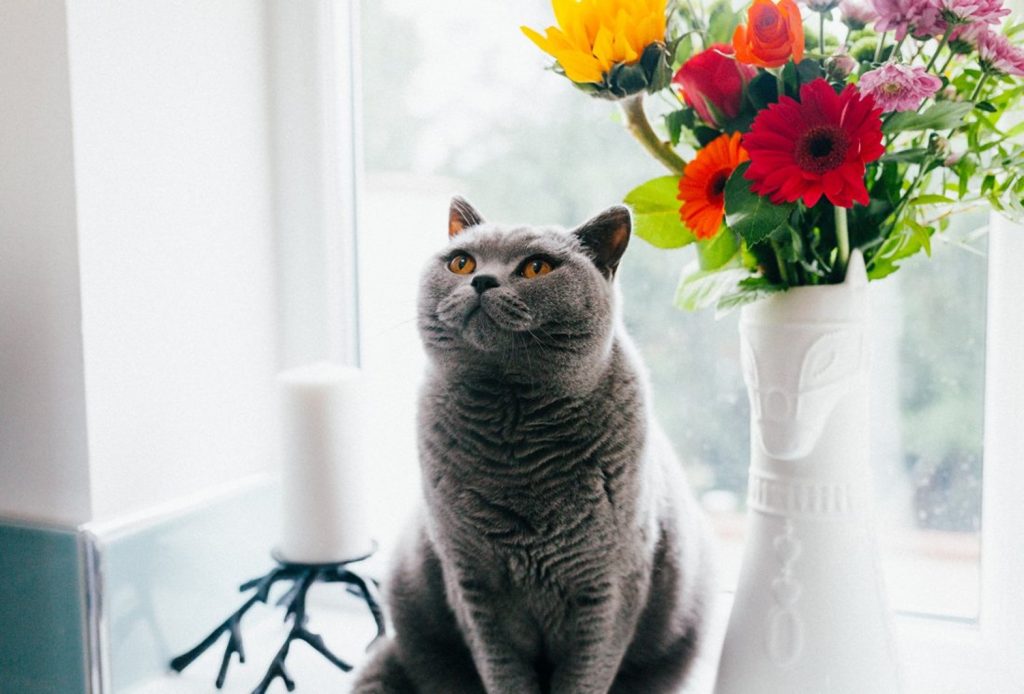 Cat standing next to vase of flowers.