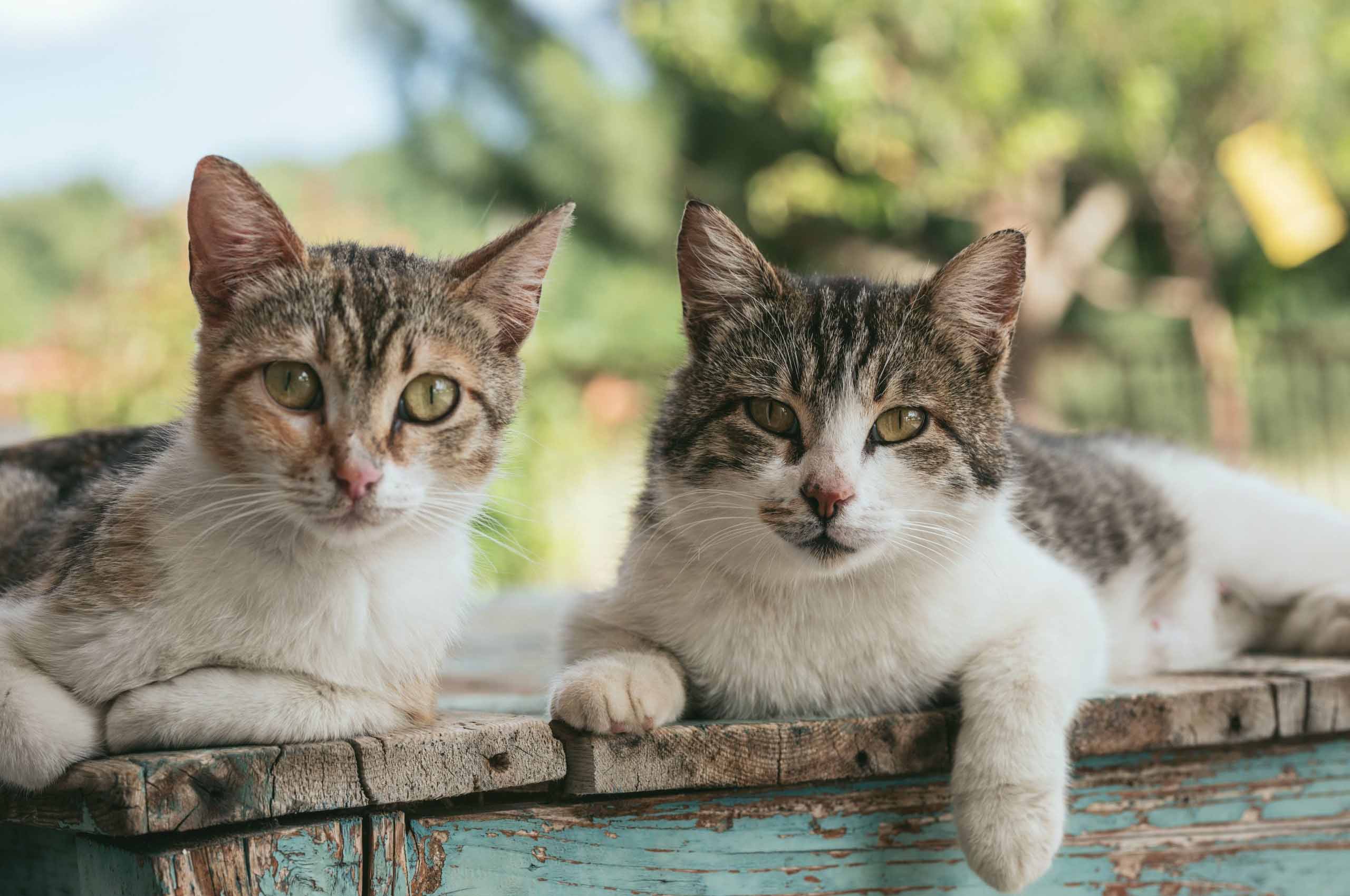 Two tabby cats on fence.